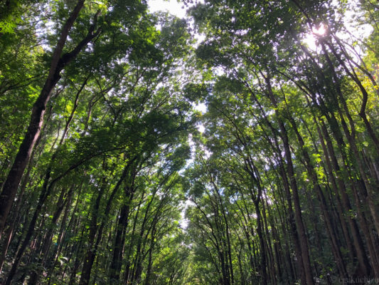 フォレストの写真